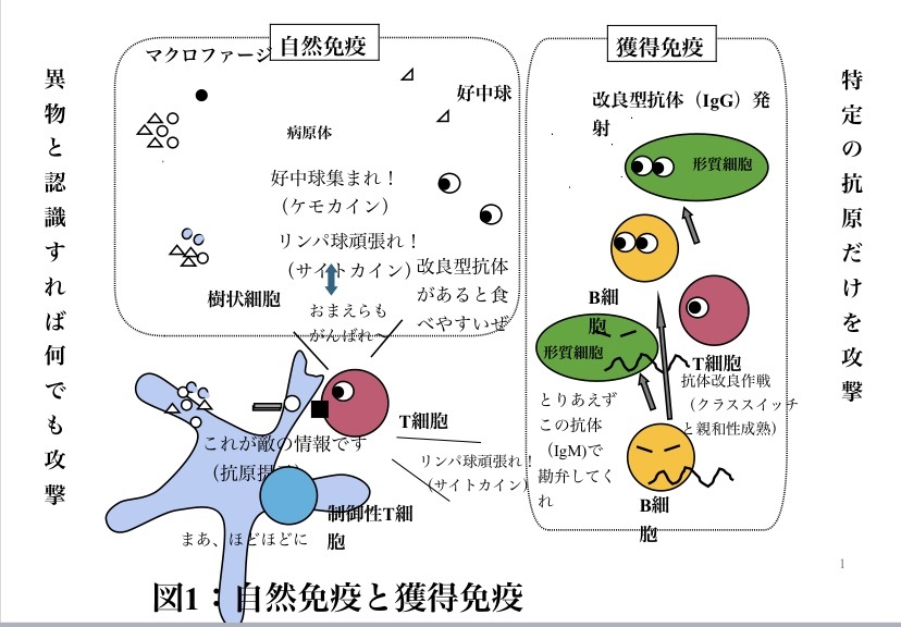 病気の子供の理解のために　膠原病編